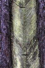 Pine tree (Pinus) with cut-in resin conductive chips, resin extraction until 1990, Darßwald, Darß,