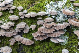 Tree fungus, Split Gill (Schizophyllum commune), on dead tree trunk, Darßwald, Darß,