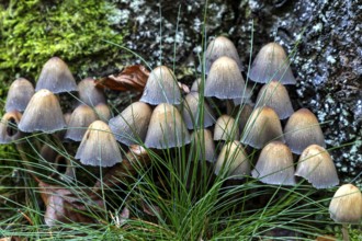 Mushroom, mica tintling (Coprinellus micaceus), Darßwald, Darß, Fischland-Darß-Zingst,