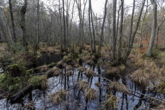 Moorland in the pristine Darßwald, Darß, Fischland-Darß-Zingst, Western Pomerania Lagoon Area