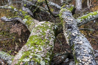 Dead tree trunks with tree fungi, Split Gill (Schizophyllum commune), lying on forest floor,
