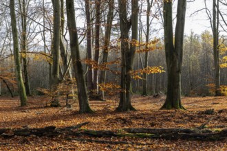 Autumn forest, autumn-colored trees, Darßwald, Darß, Fischland-Darß-Zingst, Western Pomerania