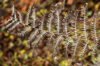 Brown fern leaf, Darßwald, Darß, Fischland-Darß-Zingst, Western Pomerania Lagoon Area National