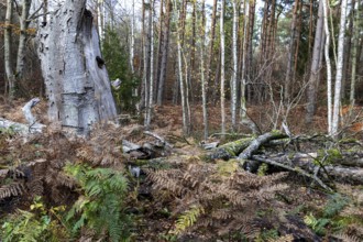 Dead tree trunks lie on forest soil, Darßwald, Darß, Fischland-Darß-Zingst, Western Pomerania