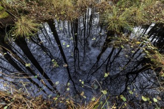 Moorland in the pristine Darßwald, trees are reflected in moor water, Darß, Fischland-Darß-Zingst,