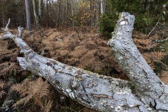 Dead tree lies on forest floor in fern, Darßwald, Darß, Fischland-Darß-Zingst, Western Pomerania