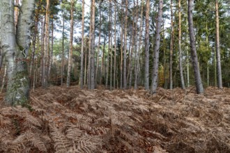 Autumn forest, forest floor covered with brown fern, Darß, Fischland-Darß-Zingst, Western Pomerania