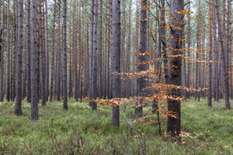 Conifers, Darßwald, Darß, Fischland-Darß-Zingst, Western Pomerania Lagoon Area National Park,