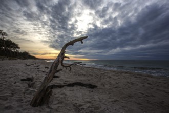 Dead tree on the beach, dramatic clouds, evening light, sunset, Weststrand Darß, Baltic Sea,