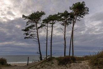 Weststrand Darß, Baltic Sea, Fischland-Darß-Zingst, Western Pomerania Lagoon Area National Park,