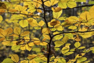Autumnal leaves in backlight, Darßwald, Fischland-Darß-Zingst, Western Pomerania Lagoon Area