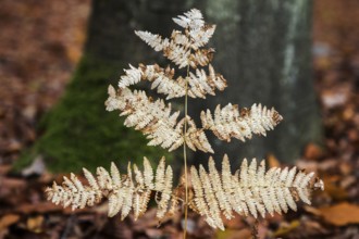 Brown wilted fern leaf, Darßwald, Fischland-Darß-Zingst, Western Pomerania Lagoon Area National