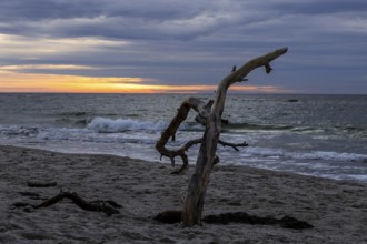 Dead tree on the beach, evening light, sunset, Weststrand Darß, Baltic Sea, Fischland-Darß-Zingst,