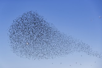 A flock of starlings (Sturnus vulgaris) as well as storm petrels (Larus canus) and black-headed