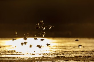 A small flock of starlings (Sturnus vulgaris) backlit, evening light, reflection, Germany