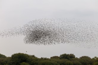Below the flock of starlings (Sturnus vulgaris), a sparrowhawk (Accipiter nisus) follows the birds