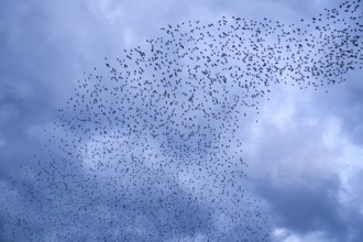 Starlings (Sturnus vulgaris) gather over the roost, autumn migration, spring migration, bird