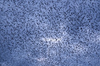 A sky full of starlings (Sturnus vulgaris), autumn migration, spring migration, bird migration,