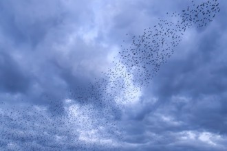 Starlings (Sturnus vulgaris) gather over the roost while the clouds herald a restless night, autumn