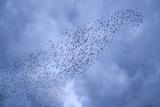 Starlings (Sturnus vulgaris) gather in front of a dramatic cloud formation over the roost, autumn