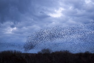 Starlings (Sturnus vulgaris) gather in a large flock on the North Sea coast, autumn migration,