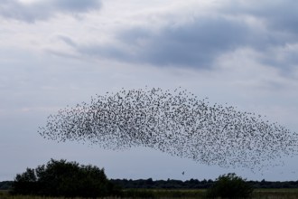 The sparrowhawk (Accipiter nisus) directly below the flock of starlings (Sturnus vulgaris) waiting