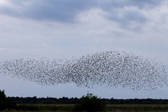 Directly below the flock of starlings (Sturnus vulgaris) follows a sparrowhawk (Accipiter nisus),