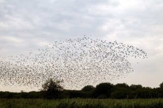 This flight formation of a flock of starlings (Sturnus vulgaris) resembles a shark chasing a fish,