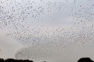 More and more starlings (Sturnus vulgaris) gather at the roost and begin to form formations, autumn