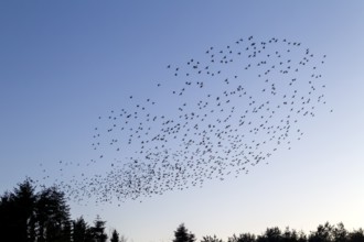Flock of starlings (Sturnus vulgaris) directly above the roost, flock of birds, autumn migration,