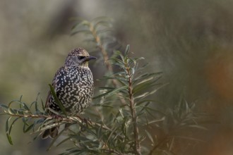Starling (Sturnus vulgaris) adult bird in spotted winter dress, sea buckthorn, resting dress,