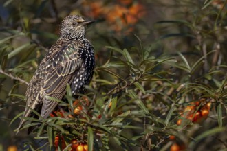 Starling (Sturnus vulgaris) adult bird resting among sea buckthorn (Hippophae rhamnoides), berries,