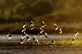 A small group of starlings (Sturnus vulgaris) backlit, evening light, reflection, Germany