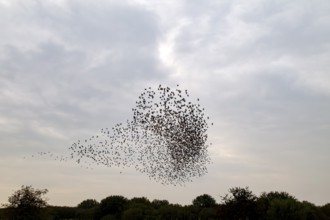 The flight formations of large flocks of starlings (Sturnus vulgaris) are a fascinating natural