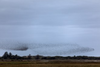 While a flock of starlings (Sturnus vulgaris) gathers above the roost, the red deer (Cervus