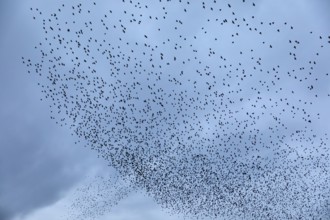 Starlings (Sturnus vulgaris) gather over the roost, autumn migration, spring migration, bird