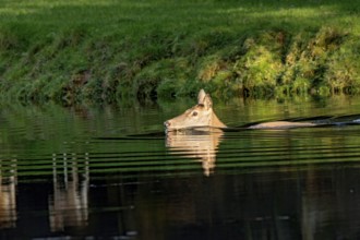 Female red deer (Cervus elaphus), wild deer, doe bathing, swimming on the bank of a pond at the