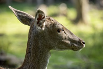 Damson (Dama dama), wild deer, doe observing her surroundings with ears attentively pointing