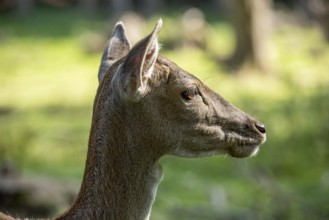 Damson (Dama dama), wild deer, doe observing her surroundings with ears attentively pointing