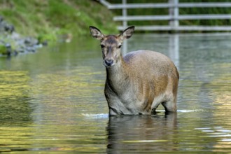 Female red deer (Cervus elaphus), bare deer, doe bathing in pond, Vogelsberg, Kälberbachteich,
