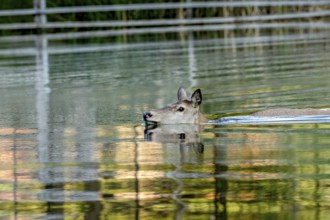 Female red deer (Cervus elaphus), bare deer, doe bathing, swimming through pond, Vogelsberg,