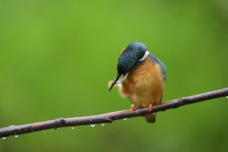 A kingfisher (Alcedo Matthis) sits quietly on a branch while grooming its feathers surrounded by