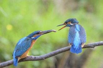 Two kingfishers (Alcedo atthis) during the so-called fish handover the male on the right in the