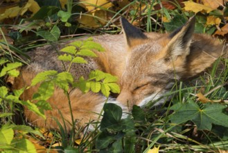 Red fox (Vulpes vulpes) lying peacefully curled up in the sun between grass (Poales) and leaves,