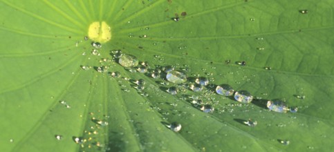 Morning dew on a lotus leaf, lotus effect, Bali, Indonesia