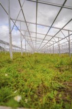 A row of metal frames stretches on a green field under cloudy sky, Energiewende, construction of PV