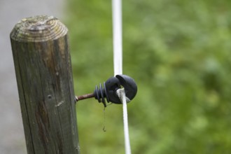 Insulator on an electric fence, willow fence, detail, Upper Bavaria, Bavaria, Germany