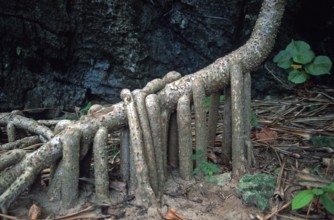 Tree root on Ko Phi Phi Le, Thailand, December 2002, vintage, retro, old, historic