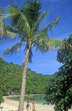 People, palm tree on the beach of Ko Phi Phi Don, two years in front of the tsunami, Thailand,