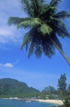 Palm tree on Ko Phi Phi Don beach, two years in front of the tsunami, Thailand, December 2002,